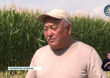 Жүгеріні тамшылатып суару арқылы өсіруге болады