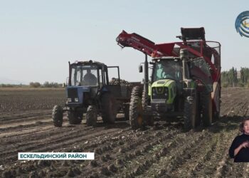 В области Жетысу продолжается кампания по сбору сахарной свеклы