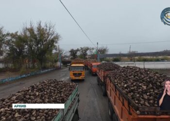 Аксуский и Коксуский сахарные заводы будут принимать сладкий корнеплод до 1-го декабря
