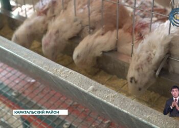 Семья Камитбаевых из Каратальского района занимается разведением перепелов