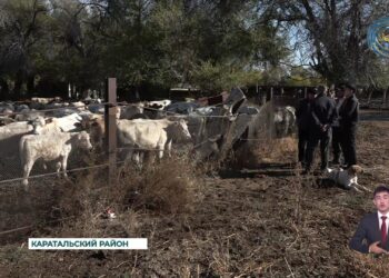 Животноводство — одна из стратегически важных отраслей в области Жетісу
