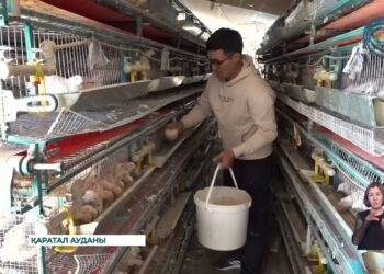 Бөдене өсіріп шаруашылығын шалқытып отырған кәсіпкер