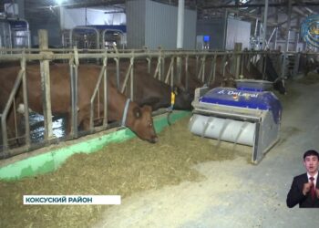 В современном молочном животноводстве активно внедряются инновационные технологии