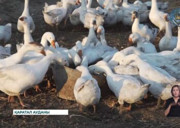 180 бас қаз өсірген қарапайым отбасы