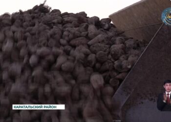 Сбор сахарной свеклы в области Жетысу в самом разгаре