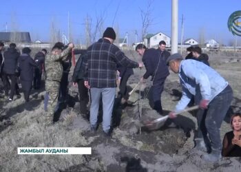 Жамбыл ауданында 1000 түптен аса ағаш көшеттері отырғызылды