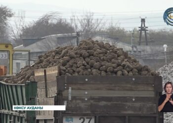 Көксу қант зауыты алдындағы кезек азаяр емес