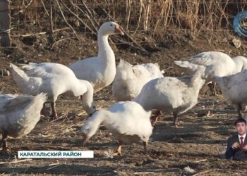Жители Каратальского района занялись разведением водоплавающих пернатых