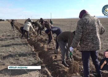 Ұйғыр ауданында «Таза Қазақстан» акциясы аясында 5 мың түп ағаш отырғызылды