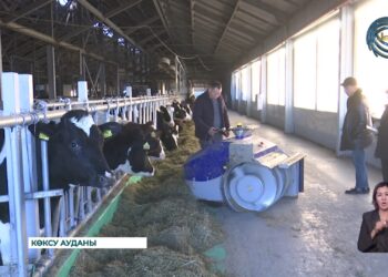 Көксу ауданындағы “Тәуелсіздік” фермасы жаңа роботтармен толықты