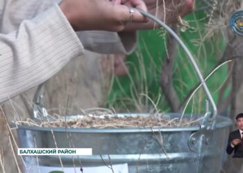 Чёрный саксаул — уникальное растение, играющее ключевую роль в предотвращении эрозии почвы