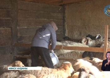 «Ауыл аманаты» – мал шаруашылығын дамытуға сеп