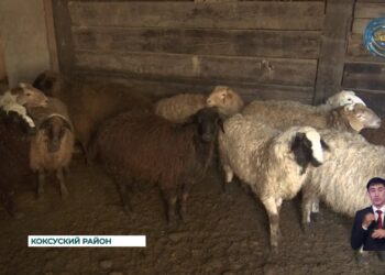 В области Жетысу успешно реализуется программа «Ауыл аманаты»