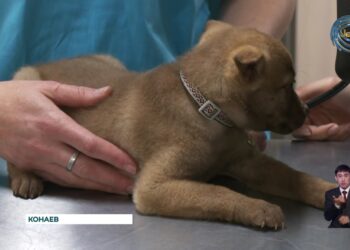 С начала года в Алматинской области зарегистрировано более 3 тысяч случаев укусов собак