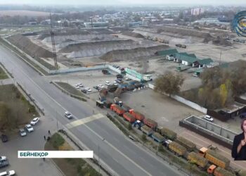 Жетісу облысында биыл қант қызылшасынан рекордтық өнім алынды