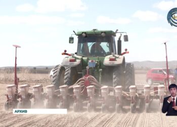 В Аксуском районе с более чем 2000 гектаров собрано 82-е тысячи тонн сахарной свёклы