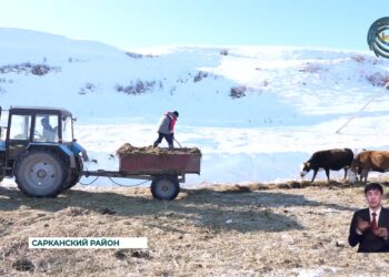 Ответственный период у животноводов