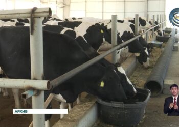 Экономика края Жетысу демонстрирует устойчивый рост