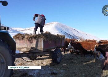 Биыл Жетісу өңірінде мал қыстату науқаны өз межесінде өтуде