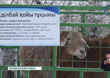 По показателям производства сельскохозяйственной продукции лидирует Жамбылский район