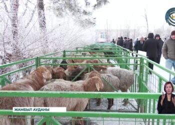 Ауыл шаруашылығы өнімін өндіру бойынша Жамбыл ауданы көш бастады