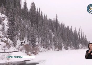 Көлсай аумағына отырғызылатын орман көшеттеріне 4 млн. теңгеден аса қаржы бөлінді