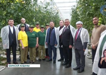 Сапалы қызанақ өнімнің 90 пайызы Ресейге кетіп жатыр