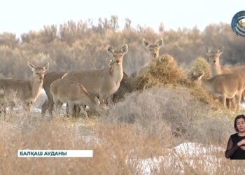 Жабайы жануарлардың қысқы күтімі