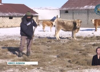 Жетісу облысындағы қыстақтағы малшы қауымдар үшін биыл қыс жайлы өтуде