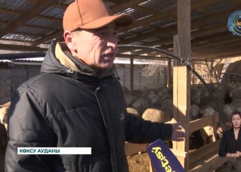 «Ауыл аманаты» – мал шаруашылығын дамытуға сеп
