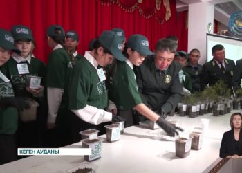 “Көлсай көлдері” ұлттық паркінің аумағына шырша көшеттері отырғызылды