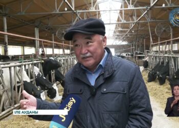 Алматы облысында 13 ірі сүт тауарлы фермасы қаржыланды