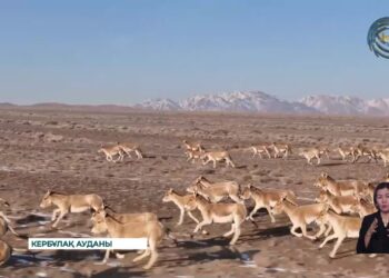 Алтынемелде жабайы аң-құс көбейіп келеді
