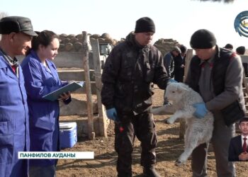 Жетісу облысында мал төлдету жұмыстары басталды