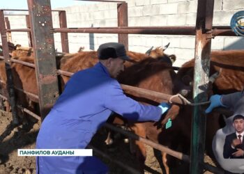 Жетісу жерінде төрт түлікті егу жұмыстары жүріп жатыр