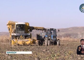 Қант қызылшасын еккен шаруаларға субсидия берілді