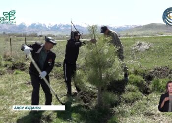 Қапал ауылында тыл еңбеккерлері ағаш отырғызды