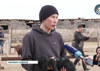 Жамбыл ауданында мал төлдету науқаны басталды