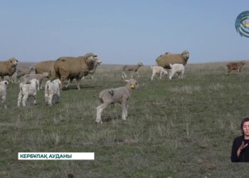 Мал төлдету – шалғайдағы малшылар үшін ең жауапты кезең
