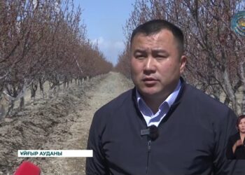 Қарадала массивінің брендіне айналған өрік шаруашылығы