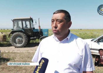 В Карадалинском крае нашествие саранчи