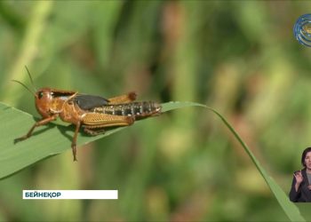 Шегірткелер егіс алқаптарына зиянын тигізуде