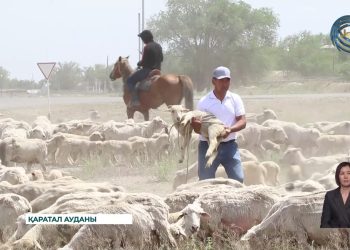 Жетісу жерінде шопандардың кәсіби шеберлігі сыналды