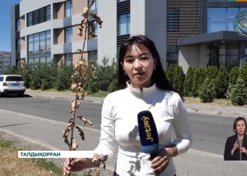 Талдықорғанның 6-шы, 7-ші шағын аудандарында ағаштар қурап тұр
