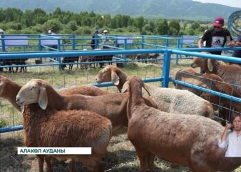 «Лепсі-2025» халықаралық мал шаруашылығы көрмесі өтті