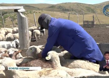 Жетісу өңірінде мал дәрілеу науқаны қызу жүріп жатыр