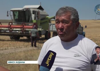 Жетісу облысында астық ору науқаны жалғасуда