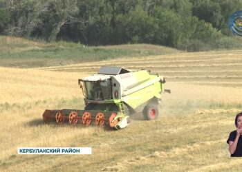 В области Жетысу завершилась уборка пшеницы
