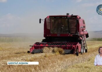 Жетісу облысында күріш жинау науқаны басталды