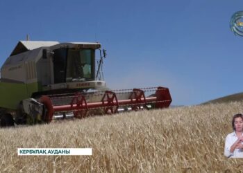 Жетісу облысында астық жинау науқаны шілде айында басталды